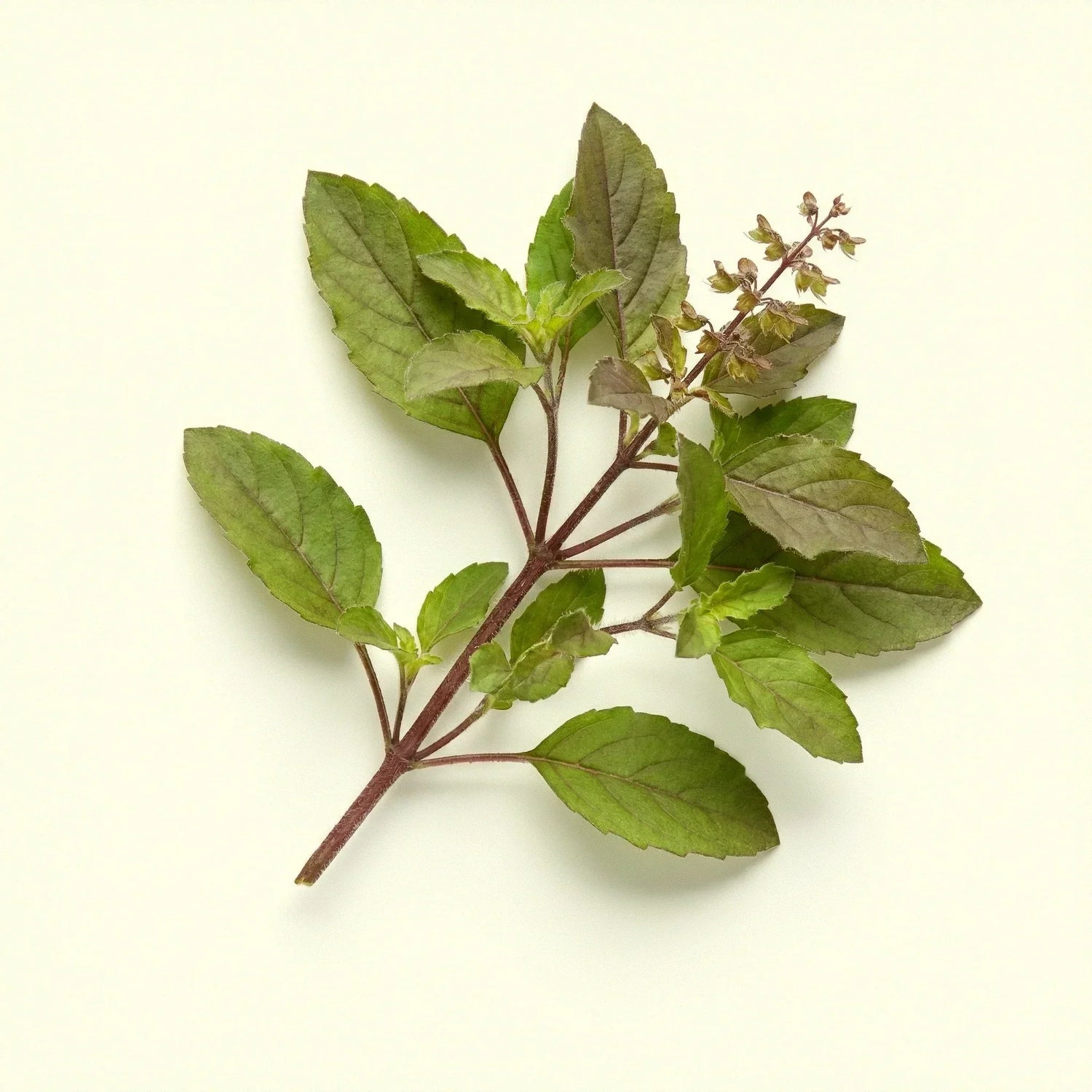 Tulsi