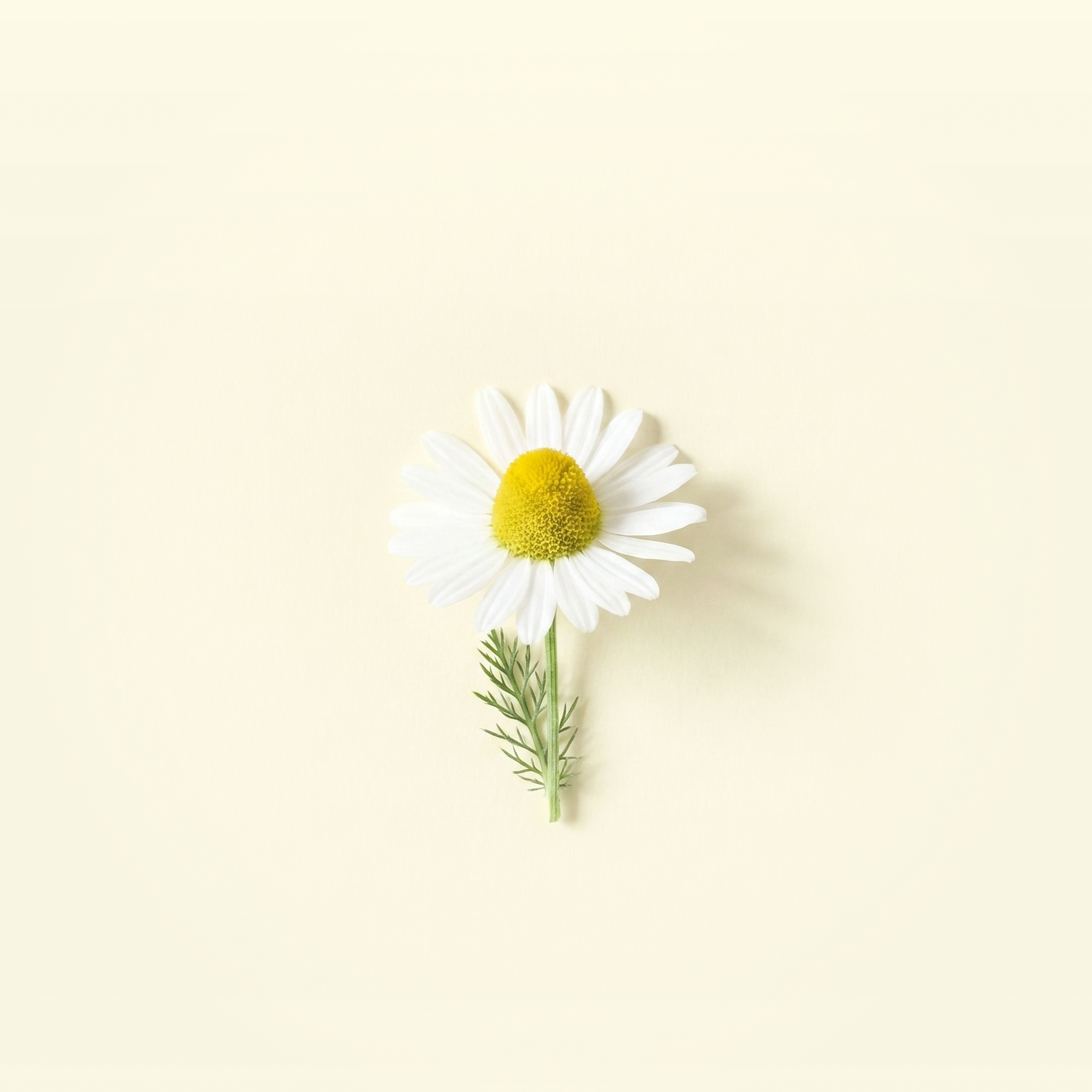 Chamomile