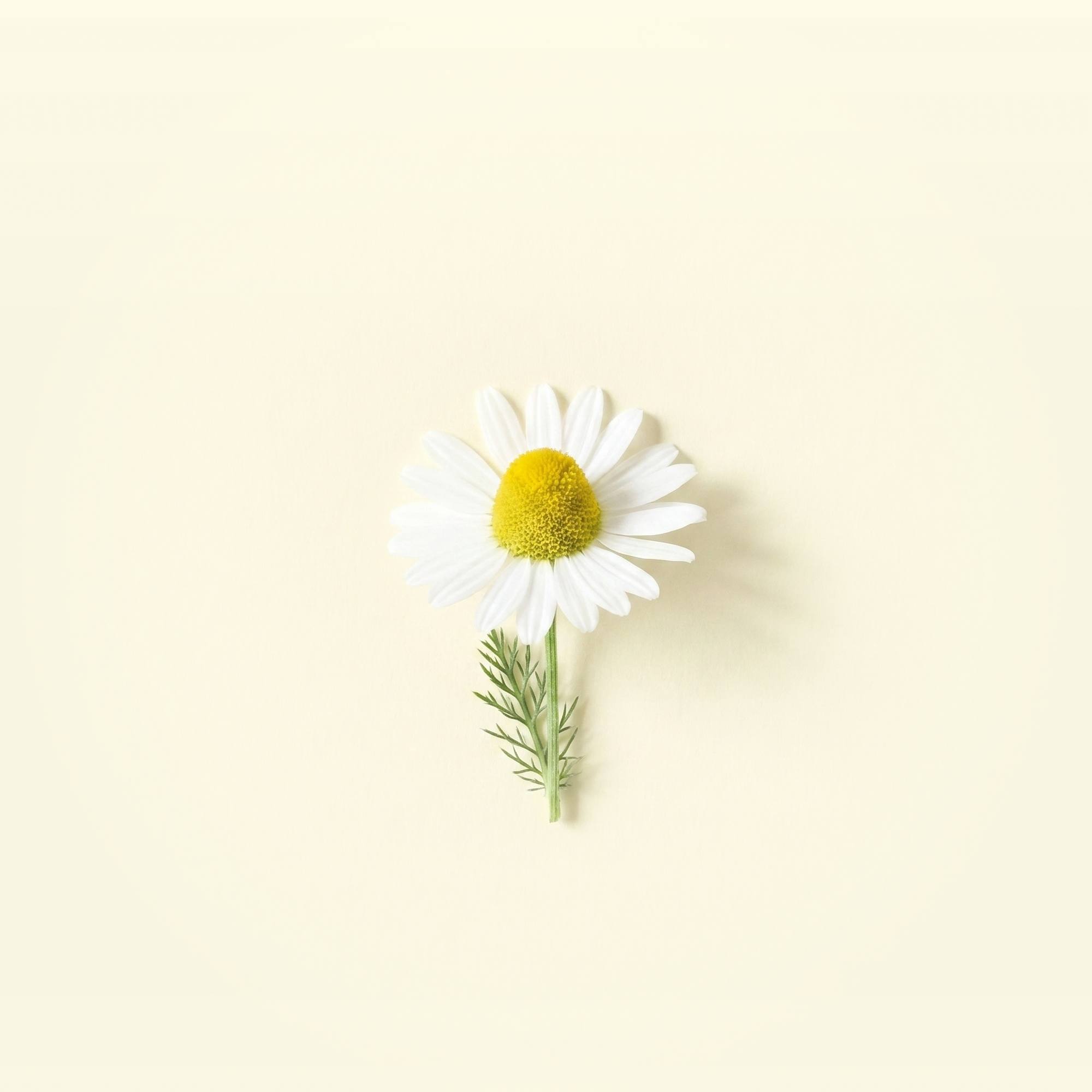 Chamomile