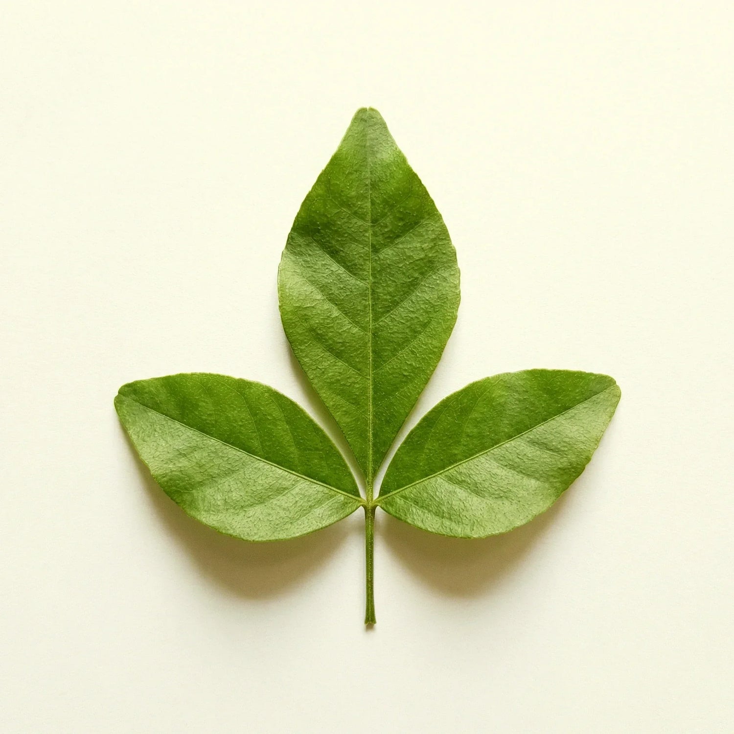 Bael Leaf