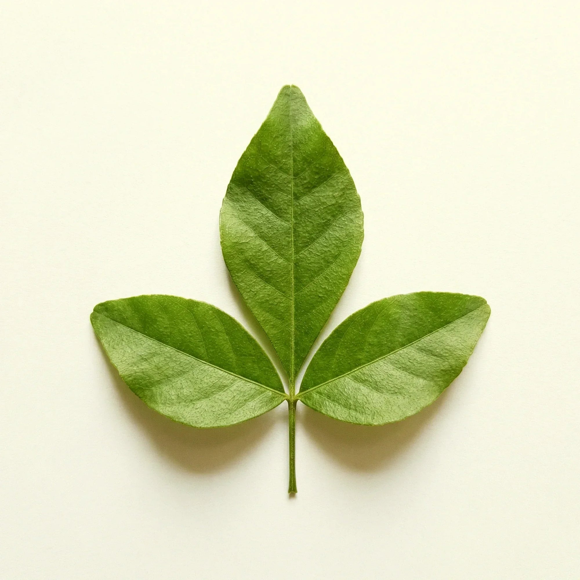 Bael Leaf