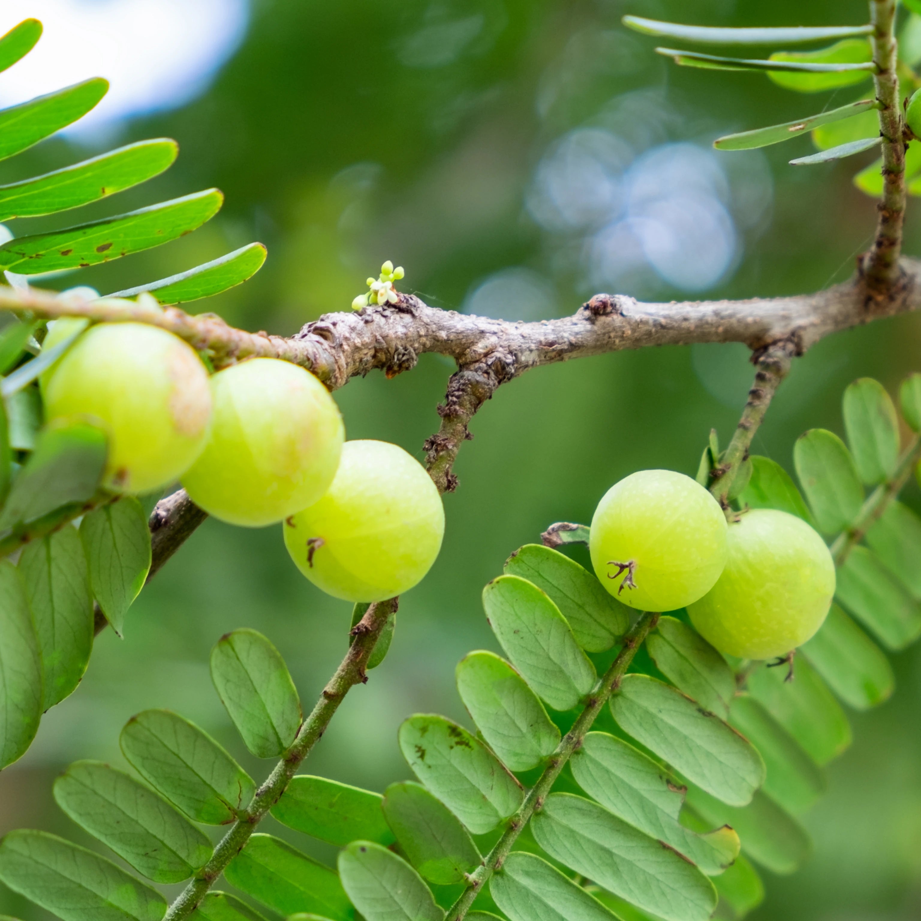 Organic India