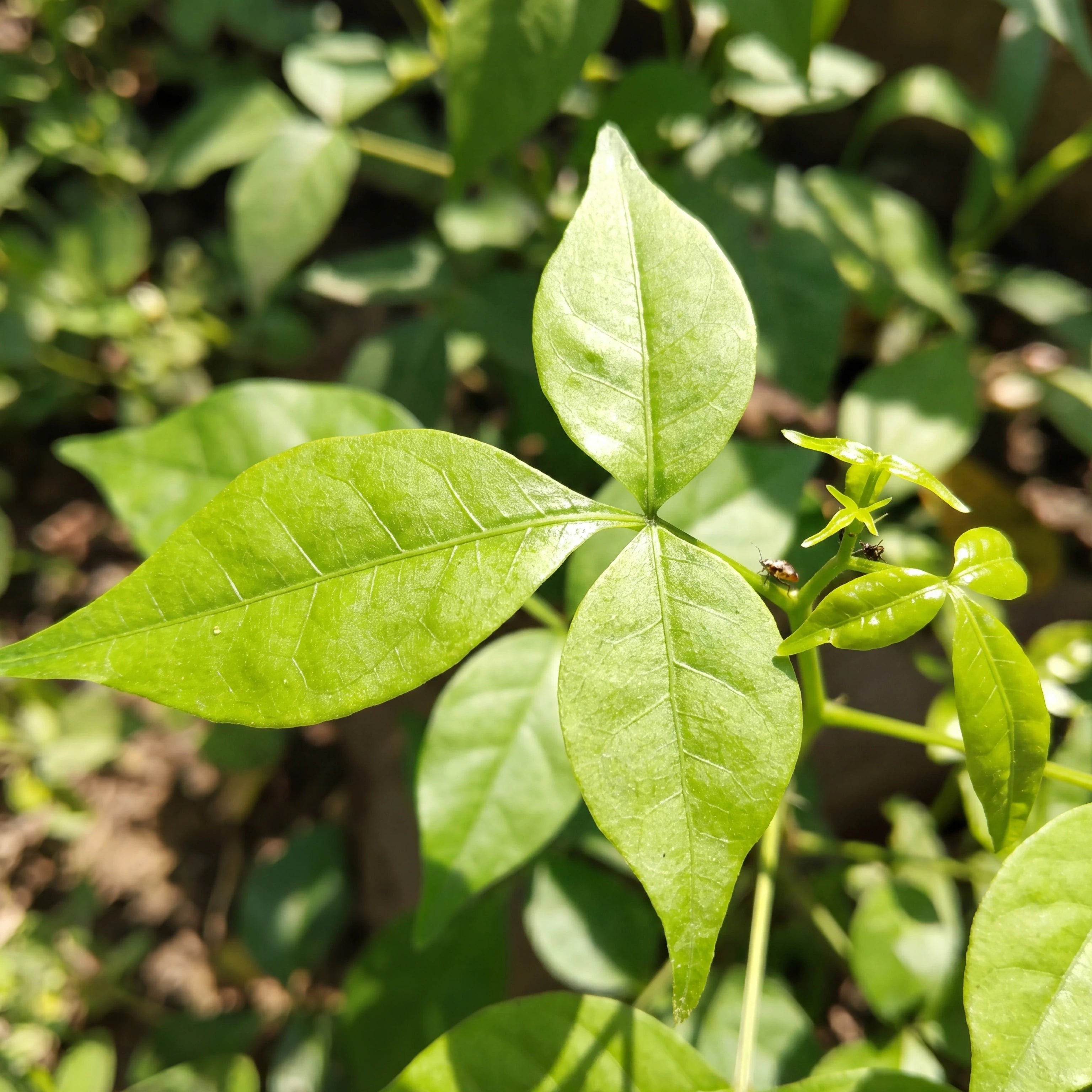 Organic India