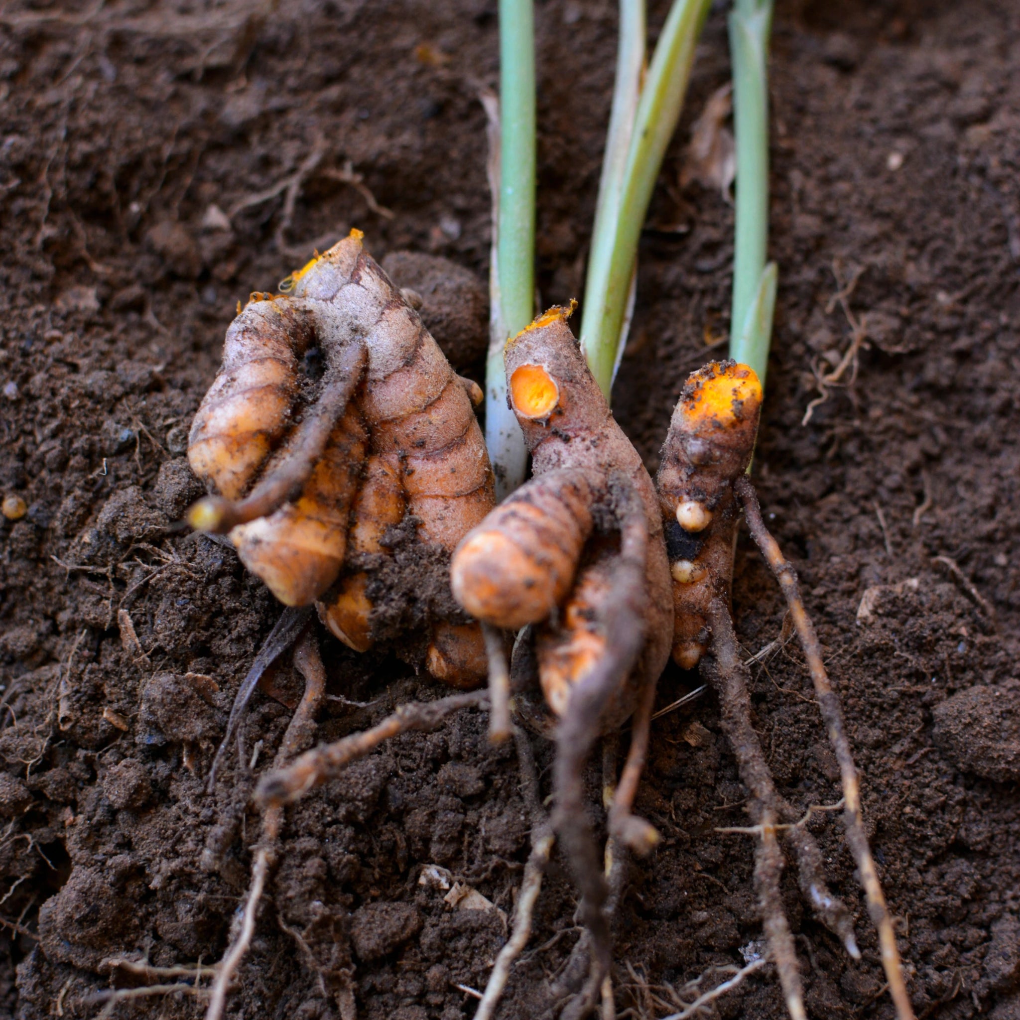 Organic India